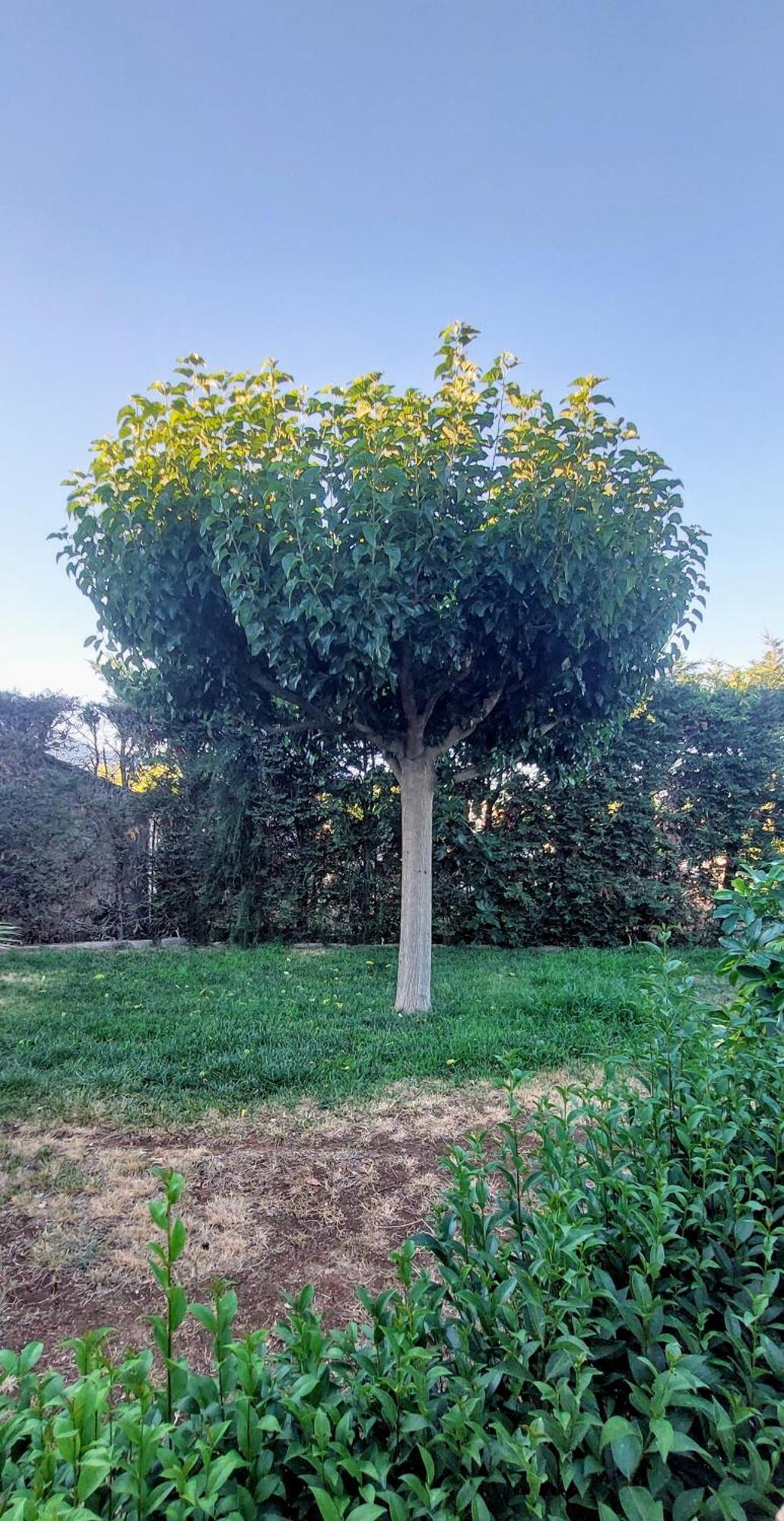 דירות ליגוריו Κορωνιδα מראה חיצוני תמונה